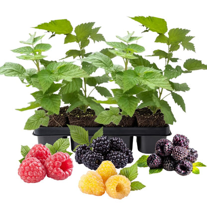 Set 4 Raspberry Plants Live 5 to 8 Inch Tall, Raspberry Bush Live Plants, Sweet Raspberries Fruit Seedlings (Mixed Raspberry)