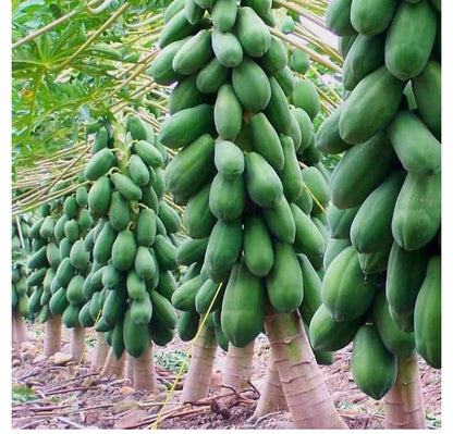 HIGH Germination Mix Papaya 50+ Seeds Đu Đủ Dwarf and Long Non GMO Heirloom - Very Fresh, Rare, Organic, High Yielding, Fast-Maturing and Sweet Flavor - Compact Size for Small Spaces