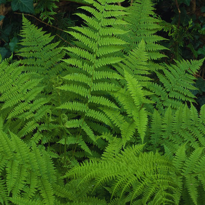 5 Fern Rhizomes, Ostrich Fern Plants Live, Live Fern Plants, Fern Ground Cover Plants Live, Fern Live Plants, 5 Roots