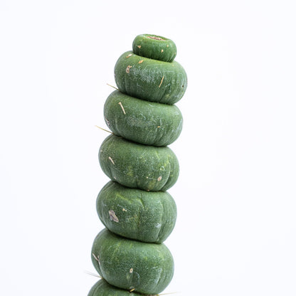 Eulychnia Castanea Spiralis - Unicorn Horn Live Rare Unique Cactus Plant (8'')