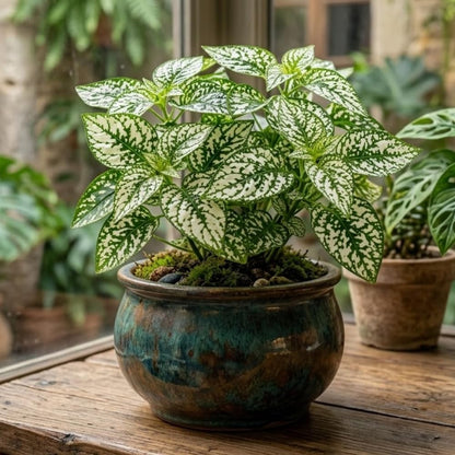 White Polka Dot Live Plant, Polka Dot Plant, Small Indoor Plants, 2.5 Inches Pot for Indoor or Outdoor Houseplant