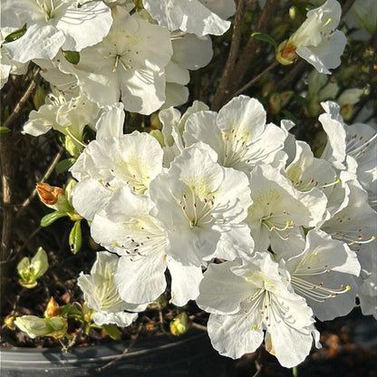 Azalea Pleasant White, 3 Gallon, Low Growing Evergreen Shrub, Part Sun, White Blooms