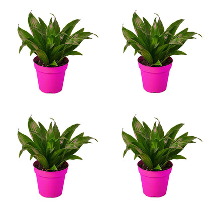 4 Pack Dracaena 'Janet Craig' in 3in Pot - Live Plants Tropical Houseplants | Variegated | USA Growers | The Snobby Leaf
