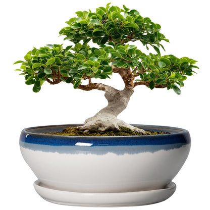 SQOWL Bonsai Tree Pots - 12 Inch Ceramic Succulent Planters, Large Bonsai Pot with Drainage Hole and Tray, Shallow Planter Indoor, Bowl Round Planter, Home Decor, Plant Lover Gift, Blue Off-White