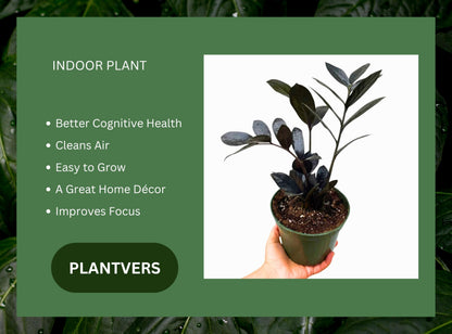 PLANTVERS Raven ZZ Plant in Nursery Pot | Zamioculcas Zamiifolia ‘Raven’ | Low-Light Black Foliage Indoor Plant | Drought-Tolerant Air Purifier for Home or Office (4" Grow Pot)