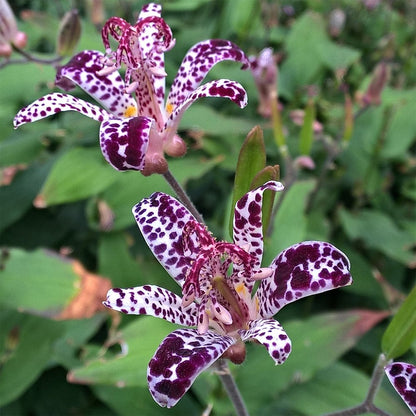 Raspberry Mousee Toad Lily (Hardy Japanese Lily) 1/pkg