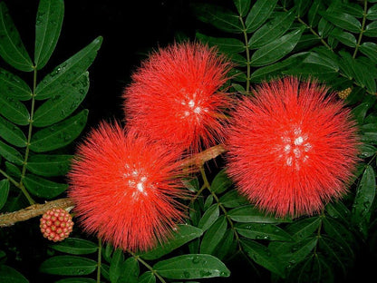 Live Plant - RED Dwarf Powder PUFFStarter PlantCalliandra HaematocephalaHummingbird Heaven