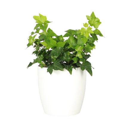 Thorsen's Greenhouse Live Green English Ivy Plant, Hedera Helix, Natural Air Purifier, Easy to Grow, Live Indoor Houseplant, 4" Diameter Pot, White