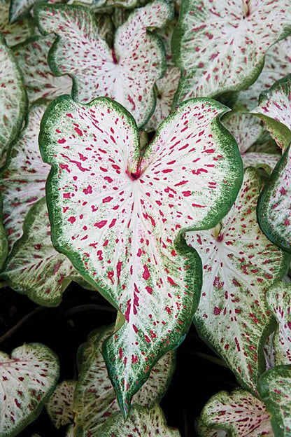UtopiaSeeds Gingerland Caladium Bulb - Dwarf Fancy Leaf Caladium - 1 Caladium Root