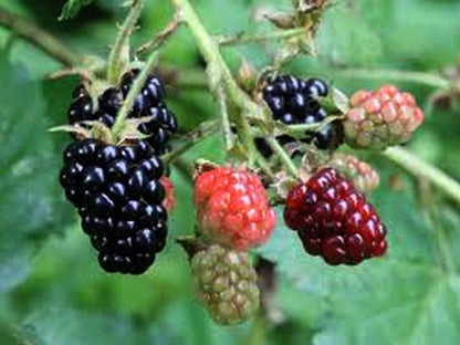 Brazos Heirloom Low Chill Cultivated BlackBerry - Rubus Live Berry Plant - Large Sweet Fruit - Thorny Canes- Warm Climate - 8-12 Inches Tall - 4 Inch Pot