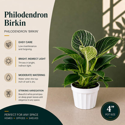 Philodendron Birken Live Plant | Indoor House Plant for Home Decor, Room Decor, Office Decor | Air Purifying Philodendron Houseplant | Elegant Plants Live Houseplants