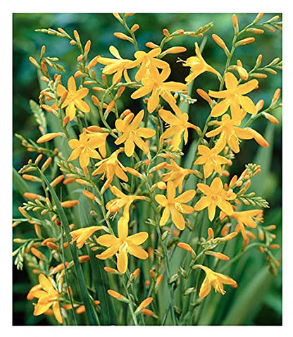 5 Lucifer Crocosmia Blubs - Grows 30-48" Tall.