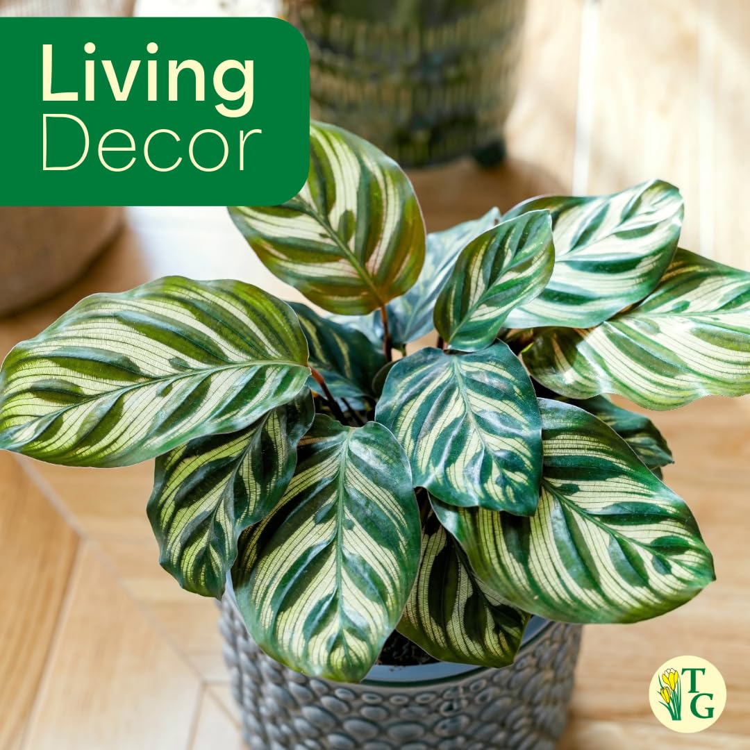 Thorsen's Greenhouse Peacock Calathea, Live Indoor Plant, Safe for Pets, Colorful Foliage, Rare Variety, Peacock Plant, 4" Diameter (Natural)