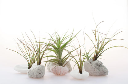 Air Plant Low Light House Plants Box (5PK) Tillandsia Air Plants Live Houseplants Live Indoor Plants Live Succulents Plants Live Terrarium Plants Live, Air Plant Holder Airplant Kit by Plants for Pets