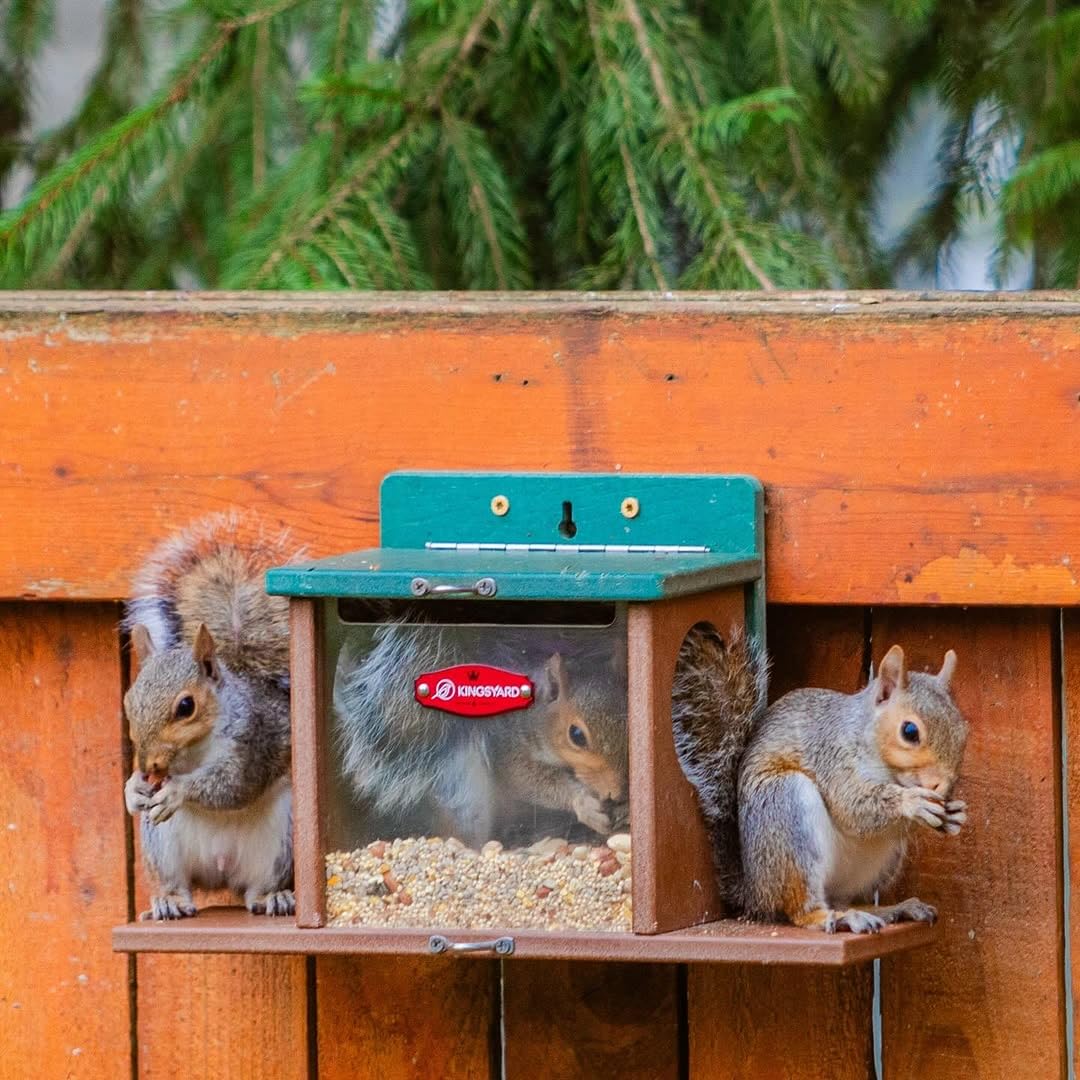Kingsyard Squirrel Feeder Box for Outside, Recycled Plastic Squirrel Feeder Box with Corn Cob Holders, Easy to Refill & Clean, Weather-Proof Roof (Green)