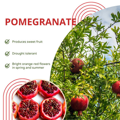 Pomegranate Tree Live Plant, Pomegranate Plant, Well Rooted 2 Feet Tall, Sweet Fruit Tree for Patio and Garden, No Ship to CA