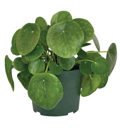 Nature's Way Farms Pilea Indoor Live Plant (6-10 in. Tall) in Grower Pot