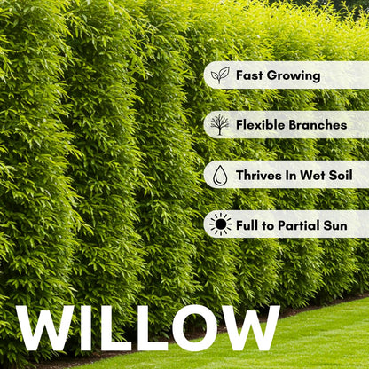Natural Privacy Fence - 60 Ft Long - Grow 20 Fast Growing Hybrid Willow Trees - Up to 10 Feet First Year - Change The View