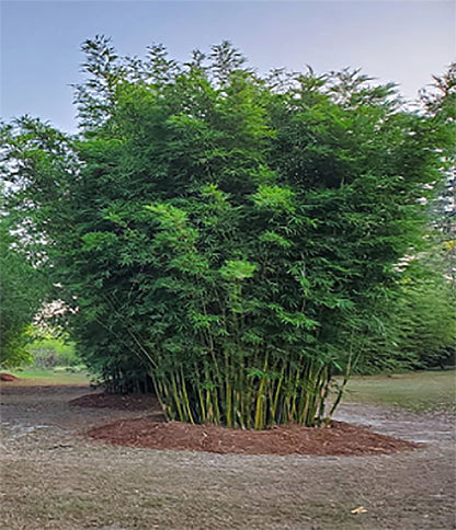 Non-Invasive Clumping Giant Bamboo Seed - Approximately 20 Seeds - Male or Solid Bamboo - Growing Instructions Will be Included
