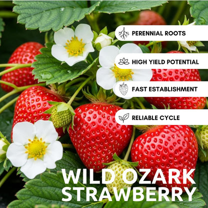 Berrylicious Ozark Beauty Strawberry Plants (10 Plants) – Everbearing Variety for Home Gardens – Grow Your Own Fresh, Sweet Strawberries – Perfect for Strawberry Shortcake