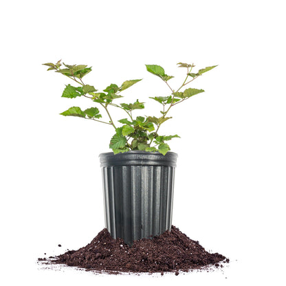 Perfect Plants Chester BlackBerry Bush 1 Gallon | Live Fruit Plant | Lush Sweet Berries