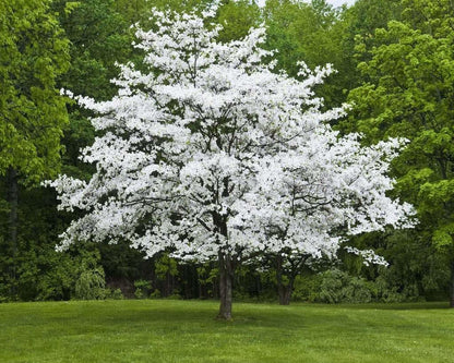 Live Plant - White Flowering Dogwood Tree, 10-16" Tall Live Plant, Quart Pot - Cornus Florida
