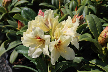 Live Plant - HOLDEN'S Solar Flair RhododendronWell Rooted Starter Plant