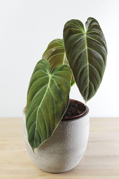 Variegated Philodendron Live Plant, Rare Indoor Houseplant Live Well Rooted 5-7 Inches, Container Growing, Home Office Decor (Giant Leaves Philodendron)