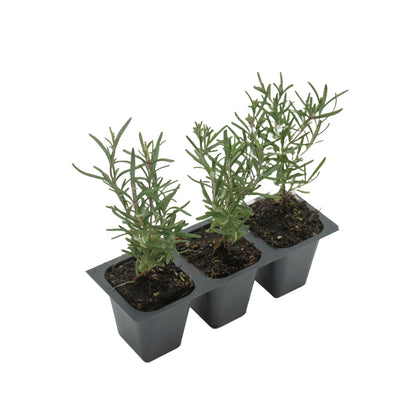 3 Tuscan Blue Rosemary, Live Plants – Rosmarinus Officinalis – Hardy & Fragrant Herb in 2.5” Nursery Pots – Grows Up to 5 Ft, Easy to Maintain, Great for Cooking, Landscaping & Aromatherapy