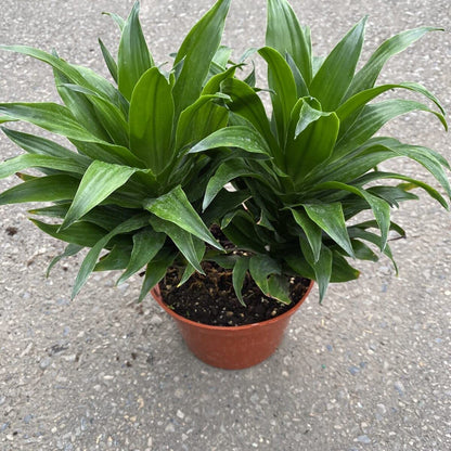 Dracaena Janet Craig Compacta - Live Plant in a 6 Inch Pot - - Dracaena Deremensis ‘Janet Craig Compacta’ - Florist Quality Low Maintenance Indoor Houseplant