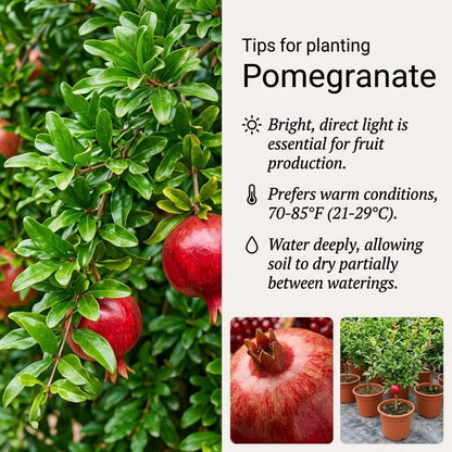 Pomegranate Tree Live Plant, Sweet Fruit 2–3 Ft Tall in 3 Gallon Pot, Cold Hardy Outdoor Garden Tree, No Ship to CA