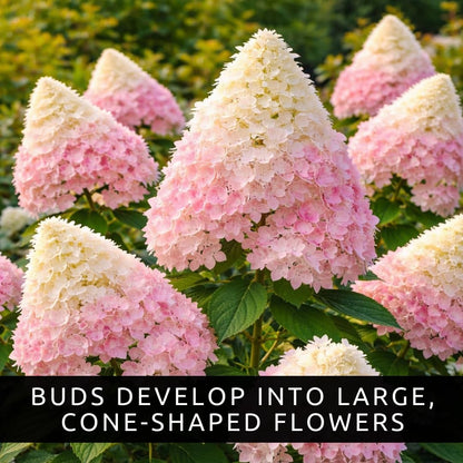 Pee Gee Hydrangea Live Plants – Hydrangea Paniculata ‘Grandiflora’ – Large Pink & White Cone-Shaped Blooms – Hardy Flowering Landscape Shrub – Live Garden Plant (1 Plant)