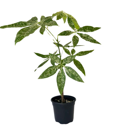 Live Money Tree Plant – 4” Indoor Pachira Glabra Variegated Fully Rooted | Albo Varieagata Rare Indoor Houseplant | Air-Purifying for Home, Office & Gifts (Heat Pack Included)