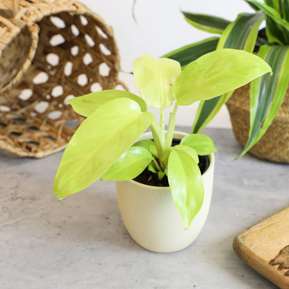 Live Philodendron Houseplants (3PK) Indoor Houseplant Philodendrons Mix Pack, Real Plant Box, Rotating Assortment