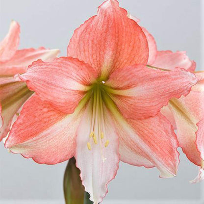 UtopiaSeeds Tinkerbell Amaryllis Bulb - Peach Amaryllis - One Large Bare Root Bulb