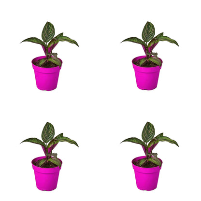 4 Pack Calathea 'Beauty Star' in 4in Pot - Live Plants Tropical Houseplants | Variegated | USA Growers | The Snobby Leaf
