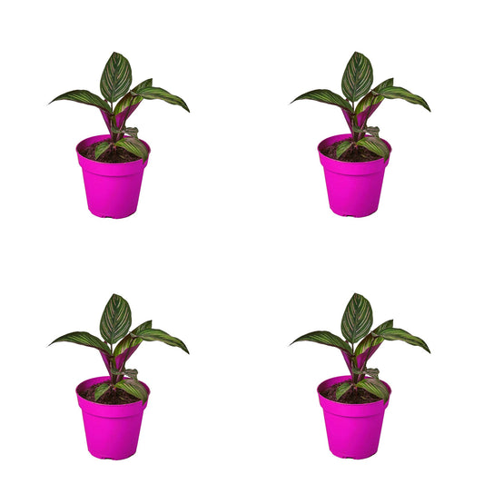 4 Pack Calathea 'Beauty Star' in 4in Pot - Live Plants Tropical Houseplants | Variegated | USA Growers | The Snobby Leaf