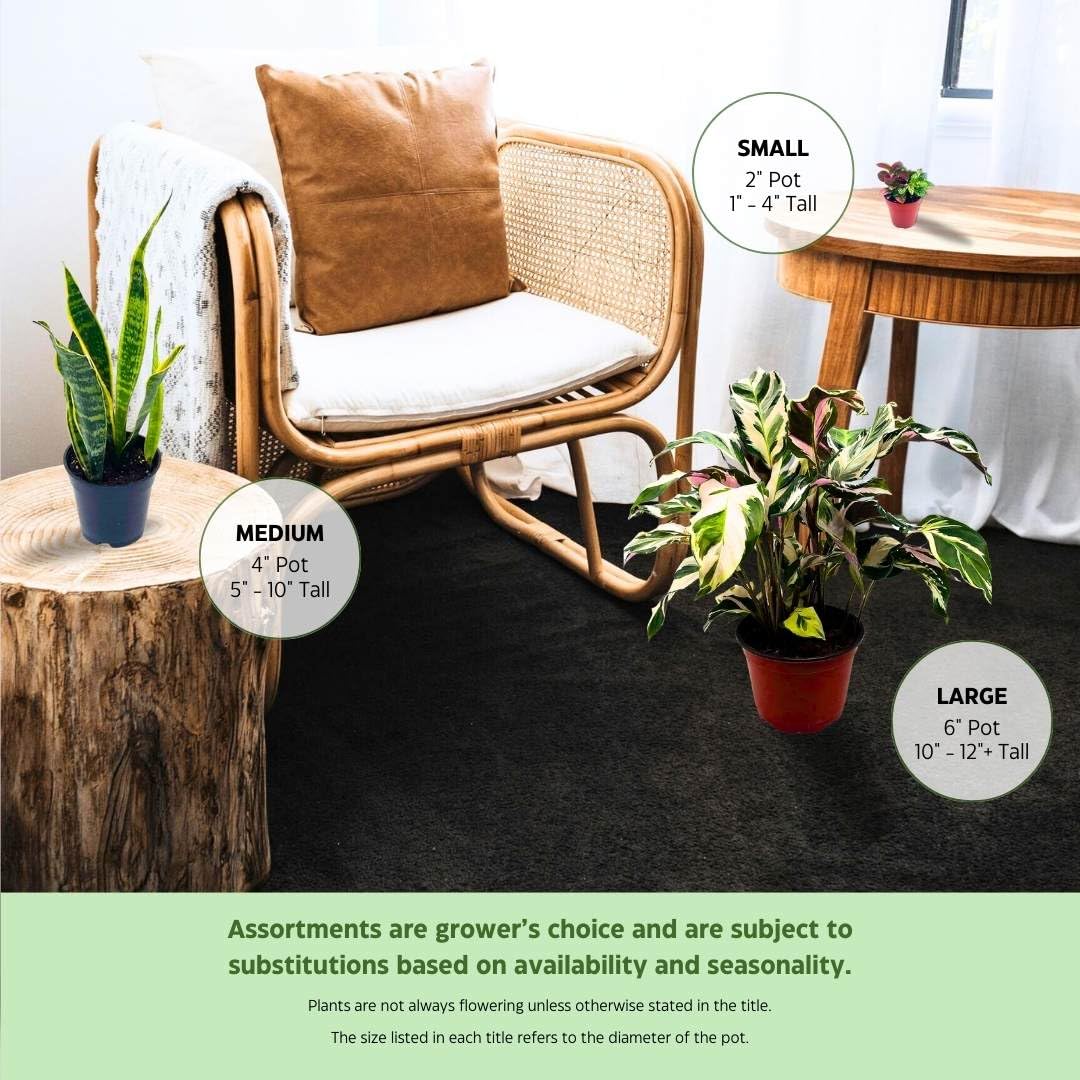 BubbleBlooms Cryptanthus Bivittatus in a 2 inch Pot Pink and Green Variegated, Earth Star Bromeliad, Tiny Mini Pixie Plant