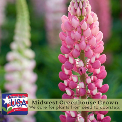 Clovers Garden Foxglove Dalmatian Mix Plants Two (2) Live Plants Non-GMO - Each 4" to 8" Tall in 4" Pots Heirloom Perennial, Pollinator Friendly Lavender, Purple, Pink, Cream, and White