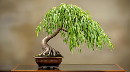 Dwarf Weeping Willow Bonsai Tree Cutting to Grow – Live Indoor Plant for Home & Office Décor | Hand-Trained Miniature Tree with Elegant Cascading Branches - Bonsai Material