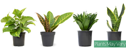 Altman Plants Live Houseplants (12PK), Indoor Plants for Delivery Prime & Essential Houseplant Collection (4PK) Live Plants Indoor Plants Live Houseplants in Plant Pots, Easy House Plants Indoors
