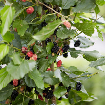 Mojo Berry Mulberry – Live Fruit Tree, 5–9 Inches Tall – Charlotte Russe Dwarf Mulberry Variety, Sweet Edible Berries, Fast-Growing, Self-Fertile, Perfect for Pots or Garden, Cold Hardy