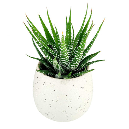 Haworthia Zebra Spiky Succulent Plant with Care Guide - Best Indoor Plants - Easy to Grow Succulents - Gift Ideas for Plant Lover - Low Light Succulents (4 inch)