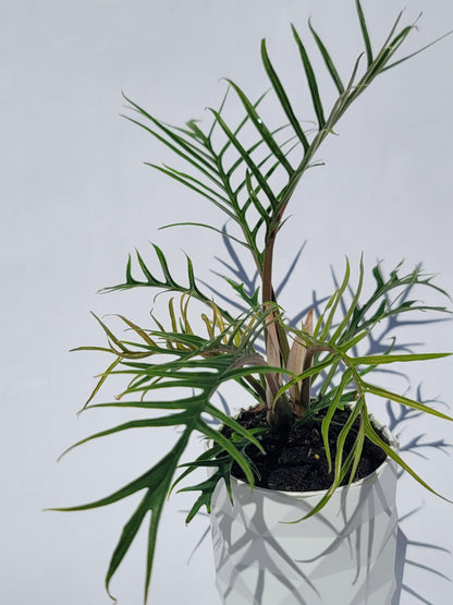Philodendron Tortum Live Plant | Ships from CA | Available in Modern White Self-Watering Planter | Air Purifying & Pet-Friendly (+ Moden White Self-Watering Planter, Small Plant)