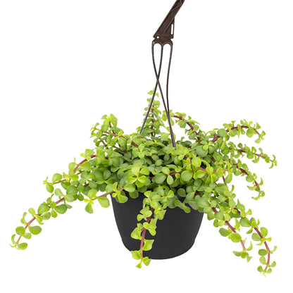 Trailing Elephant Bush Portulacaria Succulent Plant Hanging Basket, Pet Friendly Live Indoor Plants & Succulents, Real Houseplant, Non-Toxic Houseplants for Home or Office