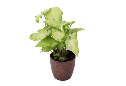 Thorsen's Greenhouse Low Light Houseplant Set, Live Indoor Plants, 3 Pack of Plants, Copper Pots, 4" Diameter