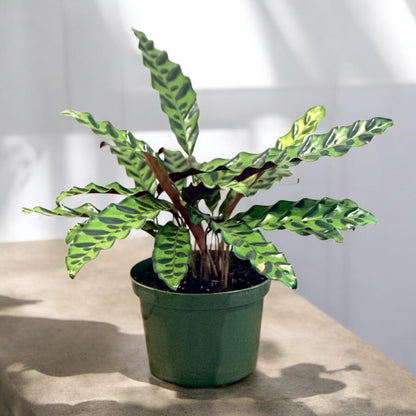 Calathea Lancifolia Live Plant, Rattlesnake Plant in 6 Inch Pot, Home Decor, Office Decor