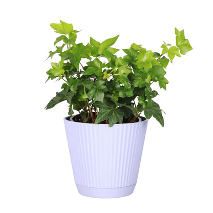 Thorsen's Greenhouse Live Green English Ivy Plant, Hedera Helix, Natural Air Purifier, Easy to Grow, Live Indoor Houseplant, 4" Diameter Pot (Lavender)