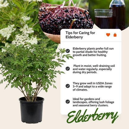 Sweet Black Elderberry Plants Live for Growing 2 to 3ft Tall, Black Elderberry Bush Live Plants, Elderberries Fruits Trees