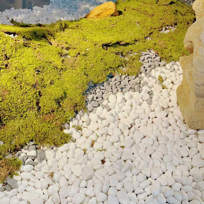 YISZM 5lb White Pebbles for Indoor Plants, 2-3 Inch Natural River Rocks, Snow White Decorative Stones, Ideal for Fish Tank, Vases, Crafting, Home Decor and Garden Landscaping Rocks